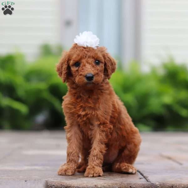 Cherry, Goldendoodle Puppy